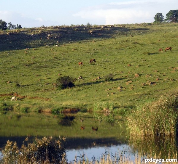 Grazing At Waters Edge